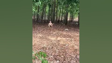 Bé Gái Bị Bố Mẹ Bỏ Rơi Ngoài Rừng, Tội Quá 😞