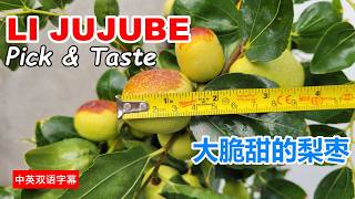 Li Jujube Fruits Pick & Taste (2026) | 品尝大脆甜的梨枣 | Li Jujube vs Shanxi Li Jujube #jujube #jujubefruit
