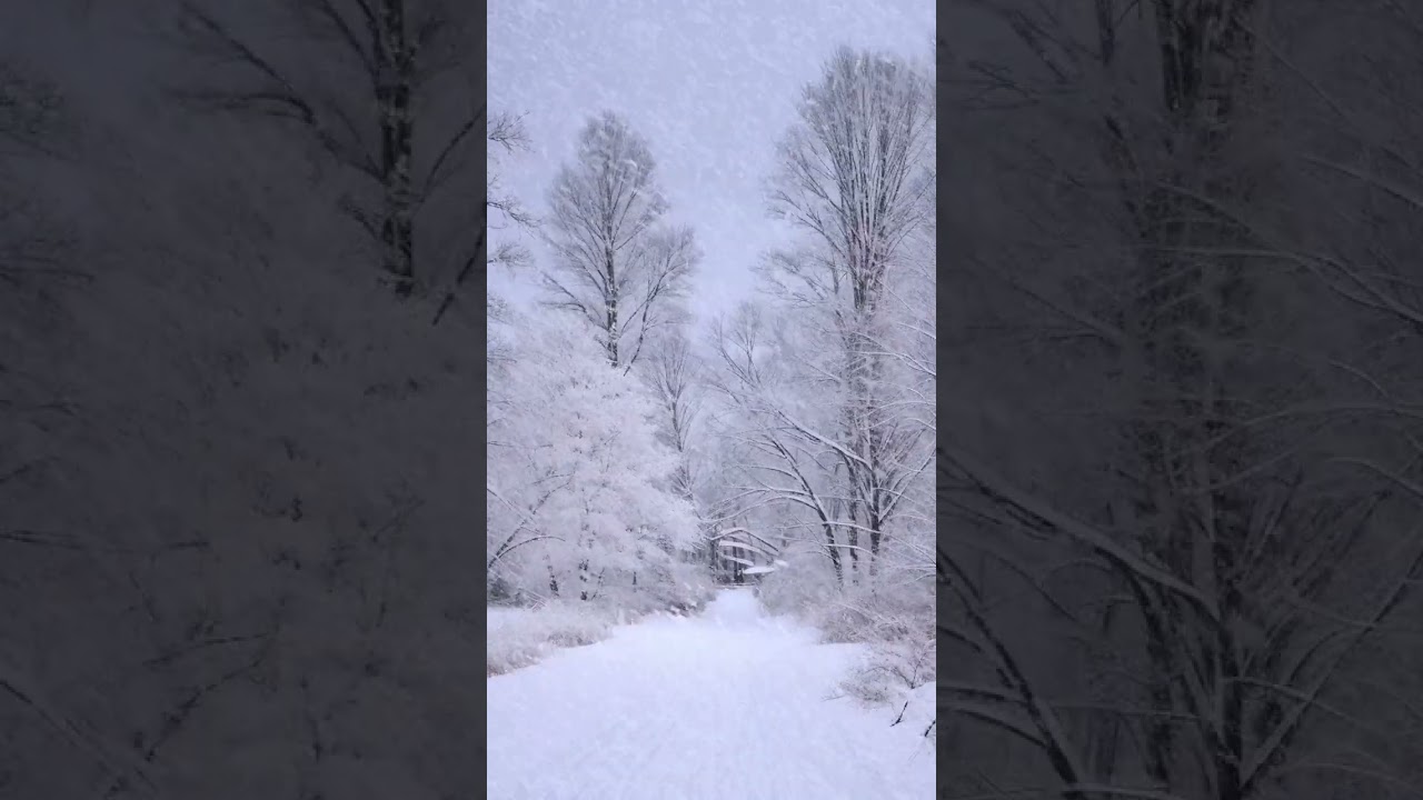 ❄️Sanfter Schneefall bedeckt Straßen und Bäume – eine weiße Winterwelt in ständiger Verwandlung. 🌨️✨