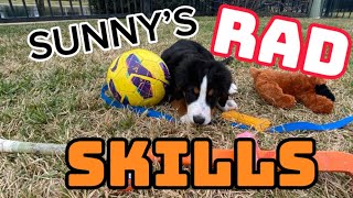 SUNNY’S RAD SKILLS #berner #puppy #tricks