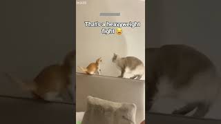 Crying Cat talks back to owner - Pet Entertainment 💥 Epic Fail!
