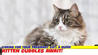 Caring for Your Pregnant Cat: A Guide