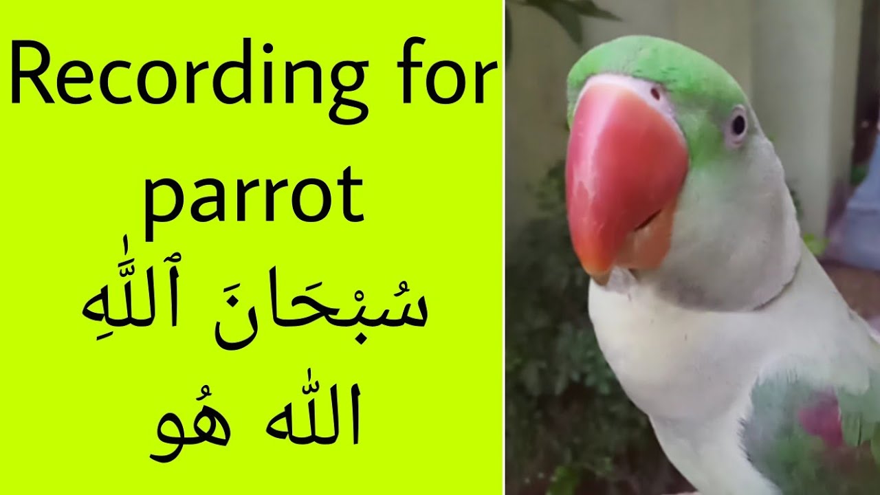recording-for-parrot-how-to-train-a-parrot-to-talk-allah-ho-and