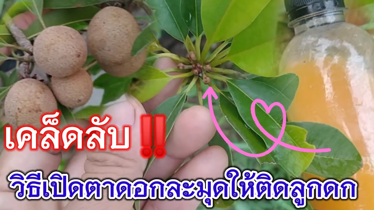เคล็ดลับ‼️7 วันเห็นผล วิธีเปิดตาดอกให้ละมุดติดลูกดกได้กินตลอดปี