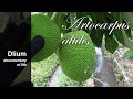 Breadfruit (Artocarpus altilis) - part 1