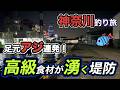 イカ釣りのウキ釣り釣る高級イカが！2日目は噂のシリヤケイカも爆湧き！【神奈川釣り旅】2026.5