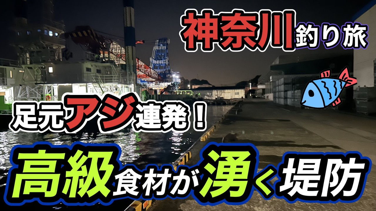 イカ釣りのウキ釣り釣る高級イカが！2日目は噂のシリヤケイカも爆湧き！【神奈川釣り旅】2026.5