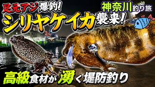 ウキ釣りで高級イカが！2日目は噂のシリヤケイカも爆湧き！【神奈川釣り旅】2026.5