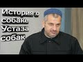 История собаки которая стала устазом собак | Махди Хаджи Абидов