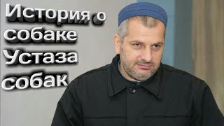 История собаки которая стала устазом собак | Махди Хаджи Абидов