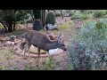 A year in the lives of desert mule deer
