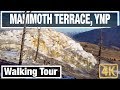 4K Yellowstone Walks: Mammoth Hot Springs at Dawn - Yellowstone Virtual Walk Walking Treadmill Video
