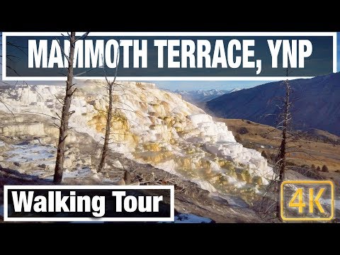 4K Yellowstone Walks: Mammoth Hot Springs at Dawn - Yellowstone Virtual Walk Walking Treadmill Video