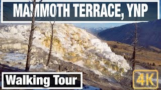 4K Yellowstone Walks: Mammoth Hot Springs at Dawn  Yellowstone Virtual Walk Walking Treadmill Video