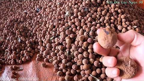 Đặc Sản Vải Thiều Lục Ngạn Sấy Khô - Thơm Ngon Bổ Dưỡng I Nui Doi Luc Ngan 98