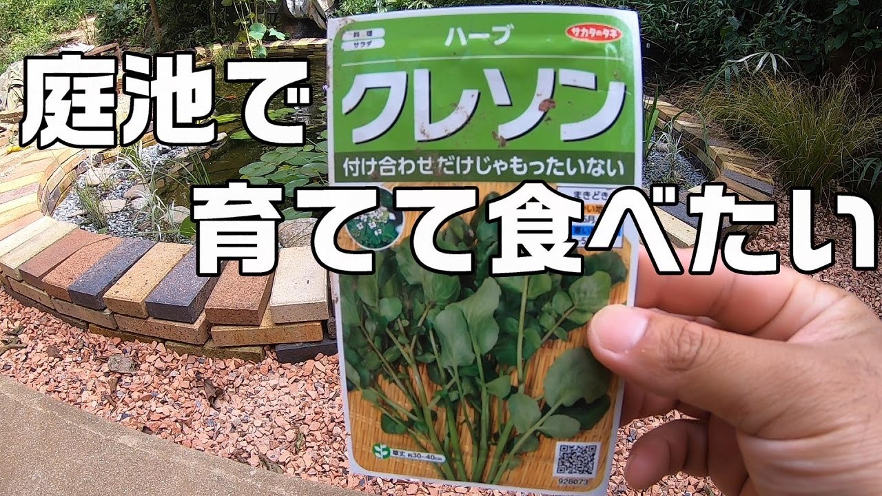 庭の金魚池でクレソンを栽培してみる 水質検査でｐｈ低下発覚 濾過槽に牡蠣殻投入 Youtube