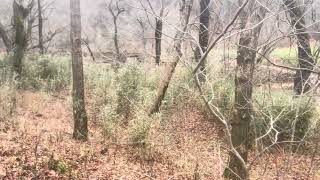 Springfield TN Hunt