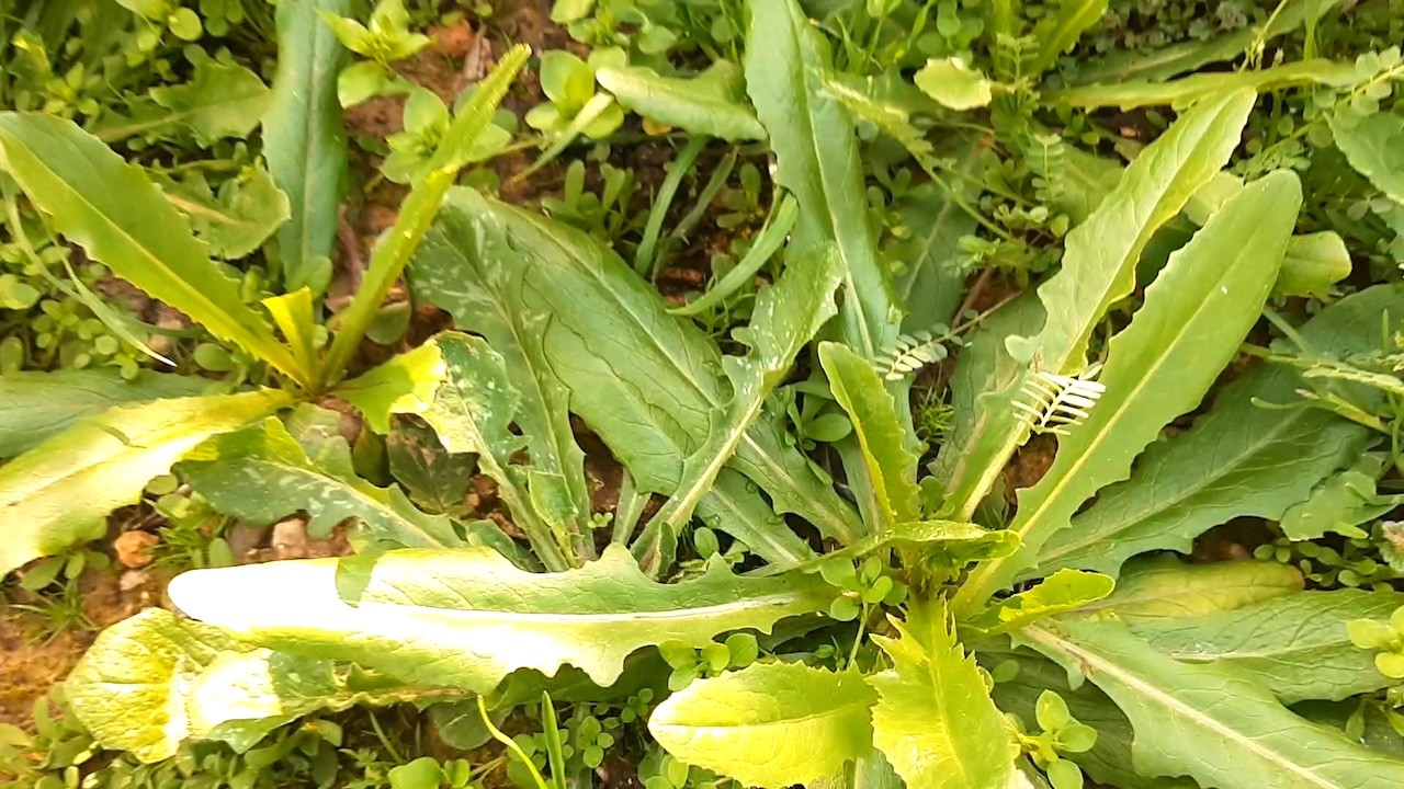 ❗OTLAR ÇIKMIŞ ❗ BU OTLARI MARULA ISPANAĞA TEREYE ROKAYA DEĞİŞMEM ❗ DÜNÜRÜMÜN BAHÇESİNDEN  
