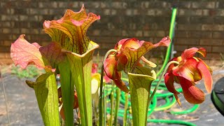 Somewhat Scuffed Carnivorous Plant Garden Update for June 2022