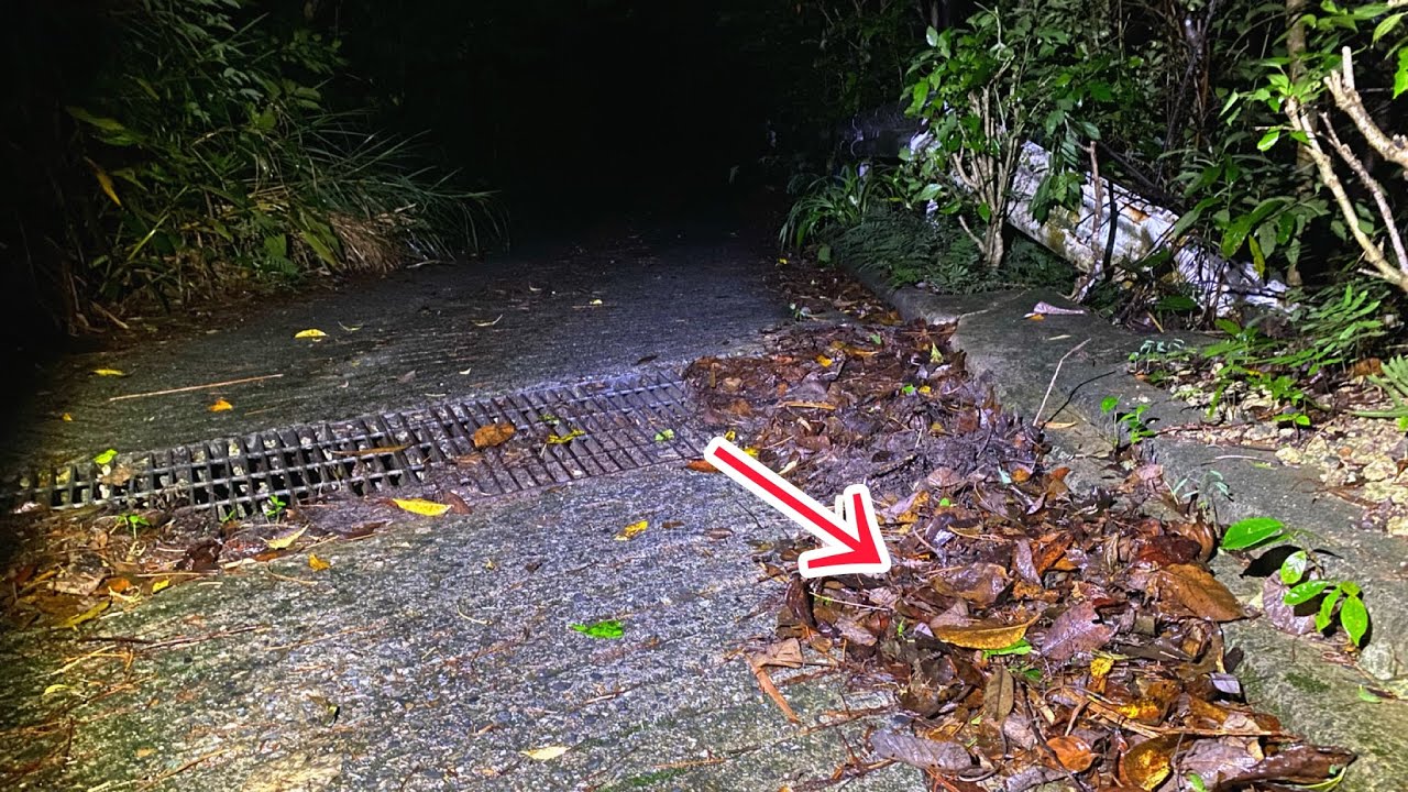 山道の枯葉の下に見たことない爬虫類が…