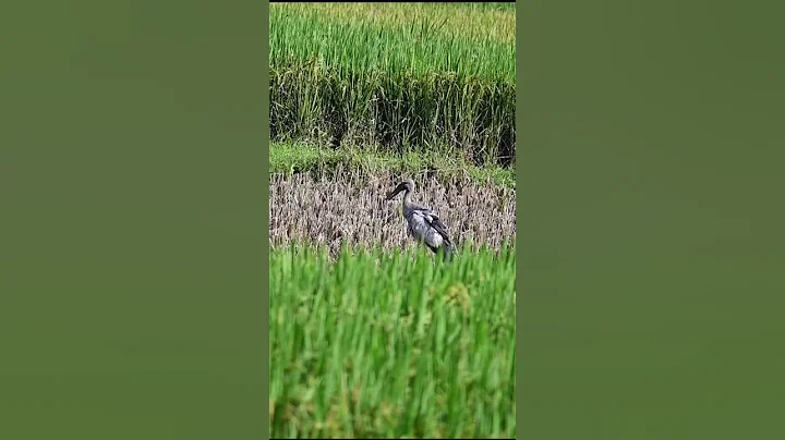 The stork is in the paddy field  # - DayDayNews