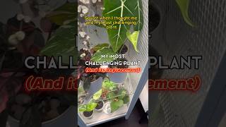 My Most CHALLENGING Plant (and its replacement) shorts houseplants plantcare  monstera tips