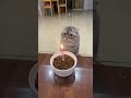عيد ميلاد سعيد يا قط عيد ميلاد سعيد يا قط