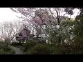 2026-3-19 いつもと違った春/井上陽水(平和台公園の桜)