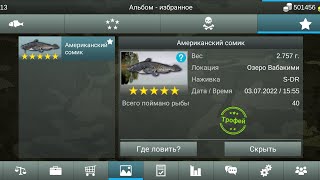 Сомик американский▶My fishing world▶ мой рыболовный мир▶где и на что ловить сомика!!!