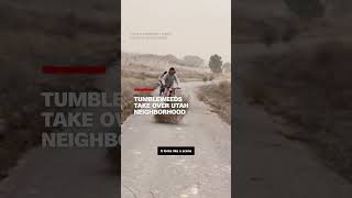 Tumbleweeds take over Utah neighborhood