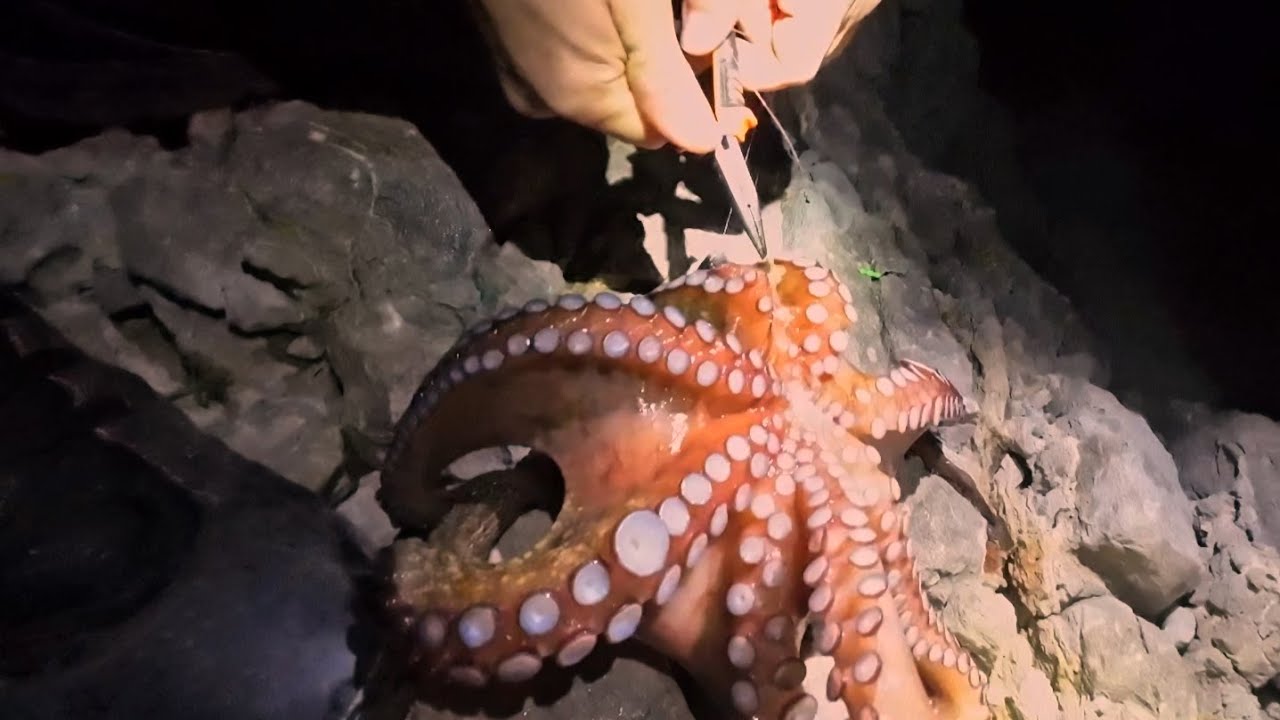 ΟΛΟΝΥΧΤΙΟ ΨΑΡΕΜΑ ΜΕ CASTING - Η ΠΡΟΒΛΕΨΗ ΤΟΥ WINDY ΚΑΙ ΤΟ ΟΧΤΑΠΟΔΙ - 16/01/2025