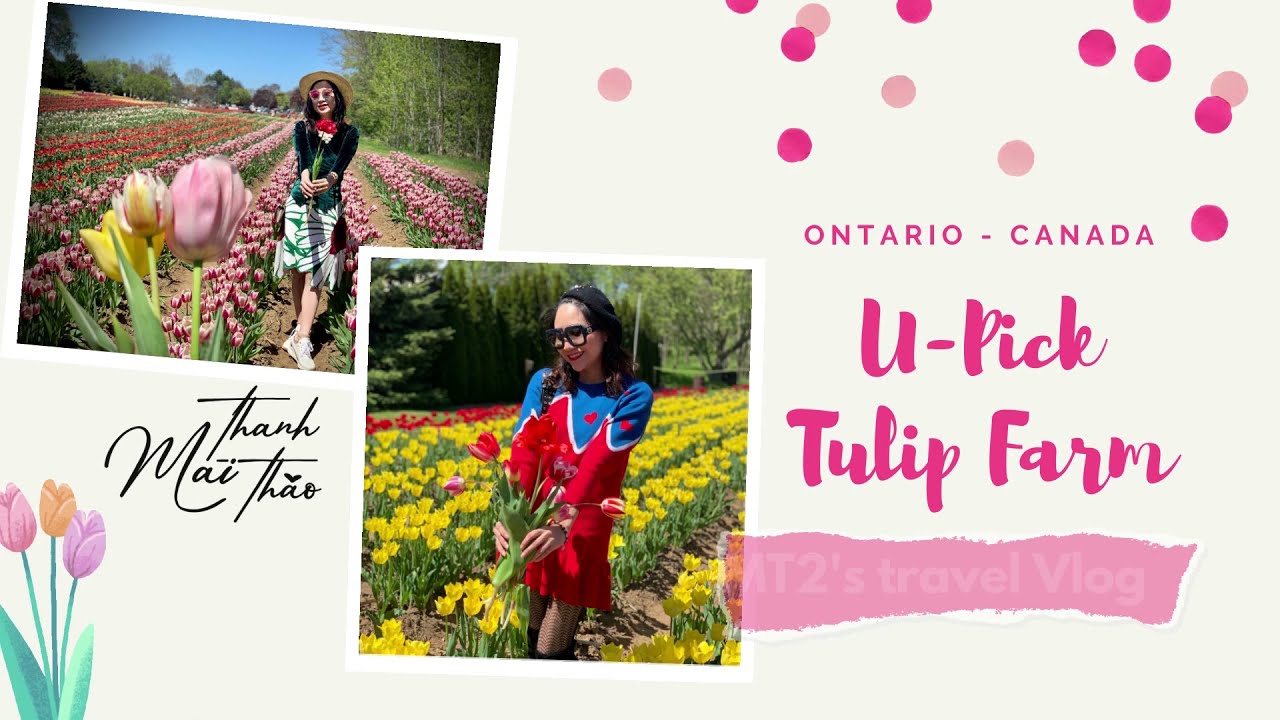 💐🌷U-pick Tulip Farm - Fenwick, Ontario🌷💐 MT2' Travel Vlog