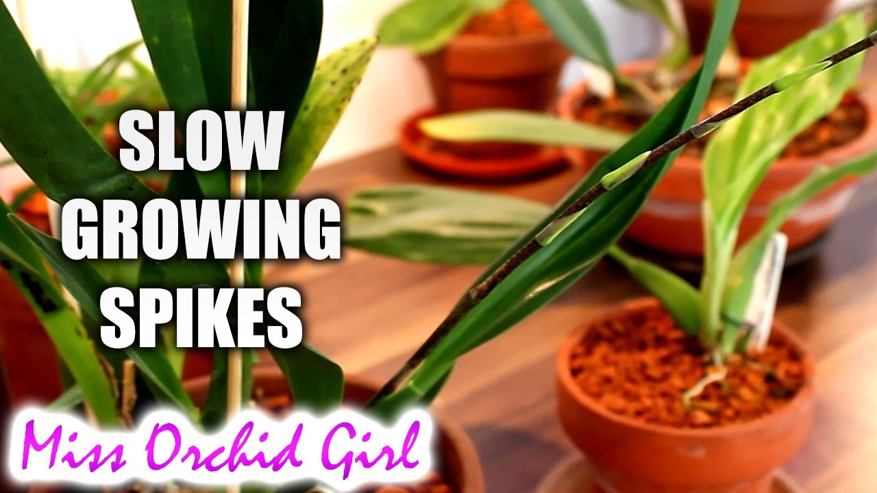 Orchid flower spike growing too slow! problem or normal? YouTube