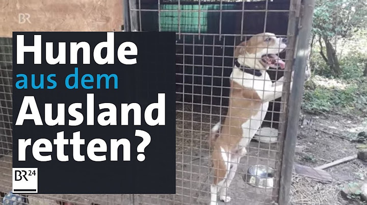 "Gerettete" Hunde aus dem Ausland - was steckt wirklich dahinter?