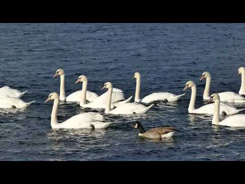 Nature Captured | Nature lover | Animal lover #shorts