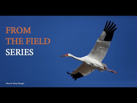 Adventures With Cranes in E. Russia – From Yakutia in the Arctic to the Amur River Bordering China