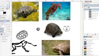 Drawing Study - Turtles - Part 2 - E008
