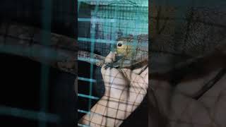 Tupai Dibangunkan Ketika Sedang Tidur