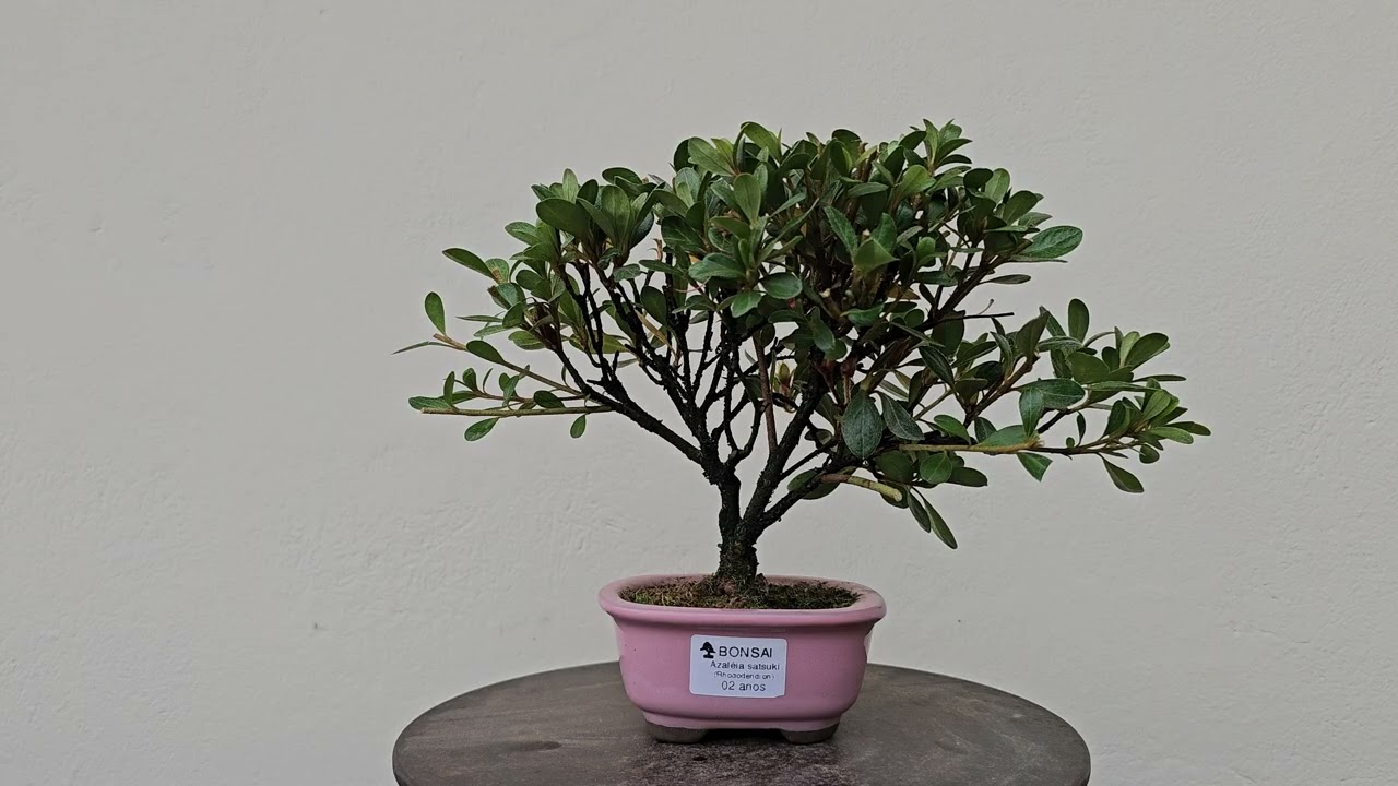 Kit Início na Arte: Bonsai Azaleia Satsuki + Calliandra Branca (02