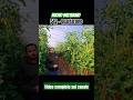 Nuovo #pomodoro #datterino molto produttivo #agricoltura