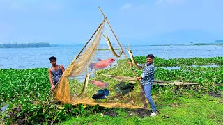 Wild Betta Fishing in Thailand’s Nature Jungle??🫢🫢