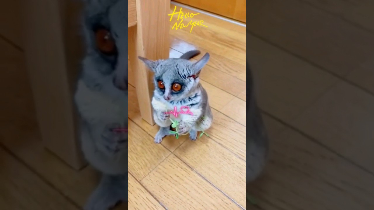 cute little animals / Funny little animals / 