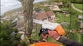 STIHL MSA 220 T / Démontage d'un Chêne en rétention / STIHL MS 462