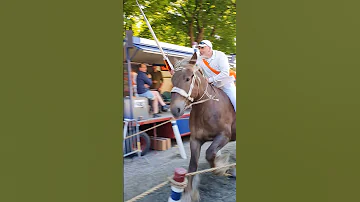 ?? Ringrijden Grijpskerke ????  Nederland @TravelwithHugoF  #ringrijden #horses #grijpskerke