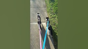 Walking my Tuxedo cats on a leash