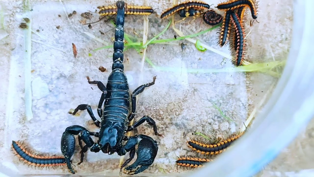 Big Scorpio Insect Hunt a huge giant scorpion, beetle and more insects - YouTube