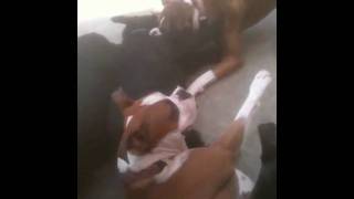 Alpha Pet Care | Doggie Daycare | Long Beach, CA