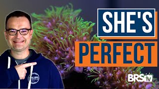 Matthew’s Coral Picks for Reef Tank Beginners! EP: 43a