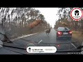 A herd of deer jumps on the bmw 5 series