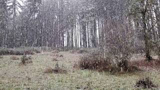 SNOW! by Cohen Menagerie 19 views 2 years ago 55 seconds